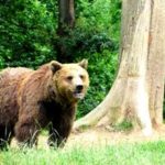 A rescued bear living happily in the bear sanctuary in Romania