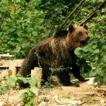 A bear at the sanctuary in Romania