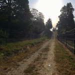 The bear sanctuary in Romania