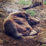 A bear enjoys lounging at the sanctuary in Romania