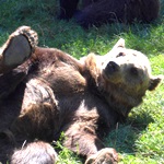 Bear enjoying relaxing at the sanctuary in Romania