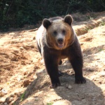 A bear seems to smile at the camera in Romania