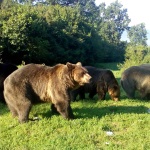 Bears enjoy feeding time at the bear sanctuary in Romania