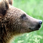A bear at the sanctuary gazes into the distance