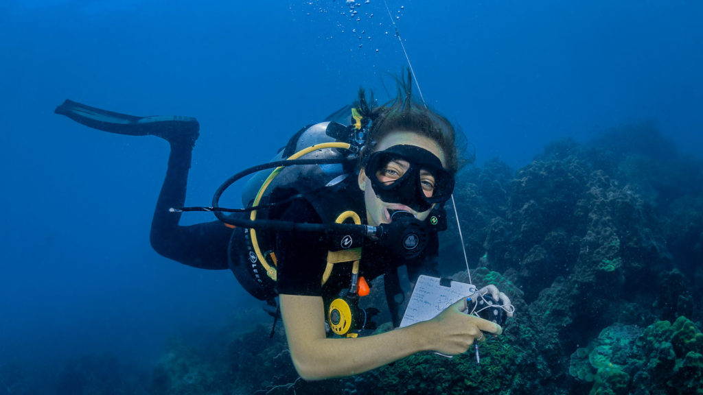 A diver makes notes underwater whilst observing the coral