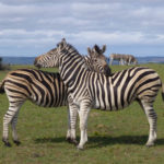 Two Zebra groom each other on the backs in the grassy plains