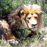 A lion relaxes beneath a tree