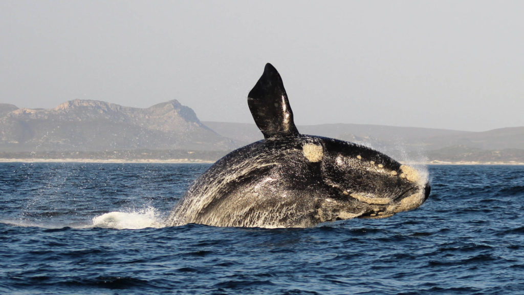 A whale emerging from the water in breach