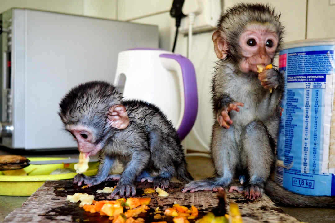 Monkey Rehabilitation In South Africa Volunteer With Monkeys Oyster Worldwide