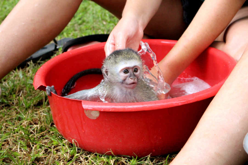 A baby monkey enjoys a bath