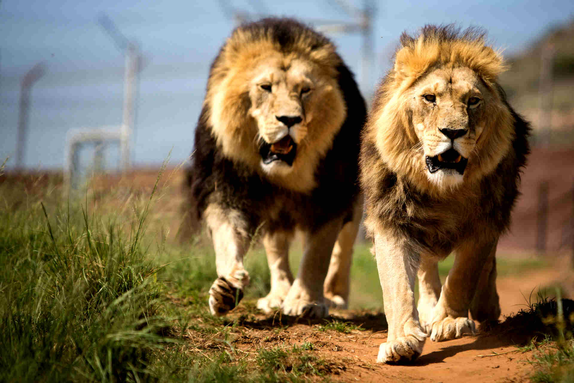 https://www.oysterworldwide.com/panel/wp-content/uploads/2014/04/Prj_South_Africa_prowling_lions-1.jpg