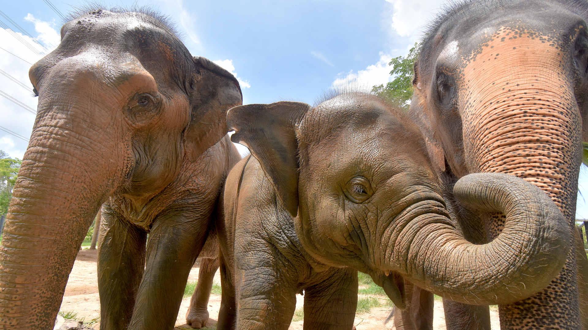 Three elephants pose for the camera up close