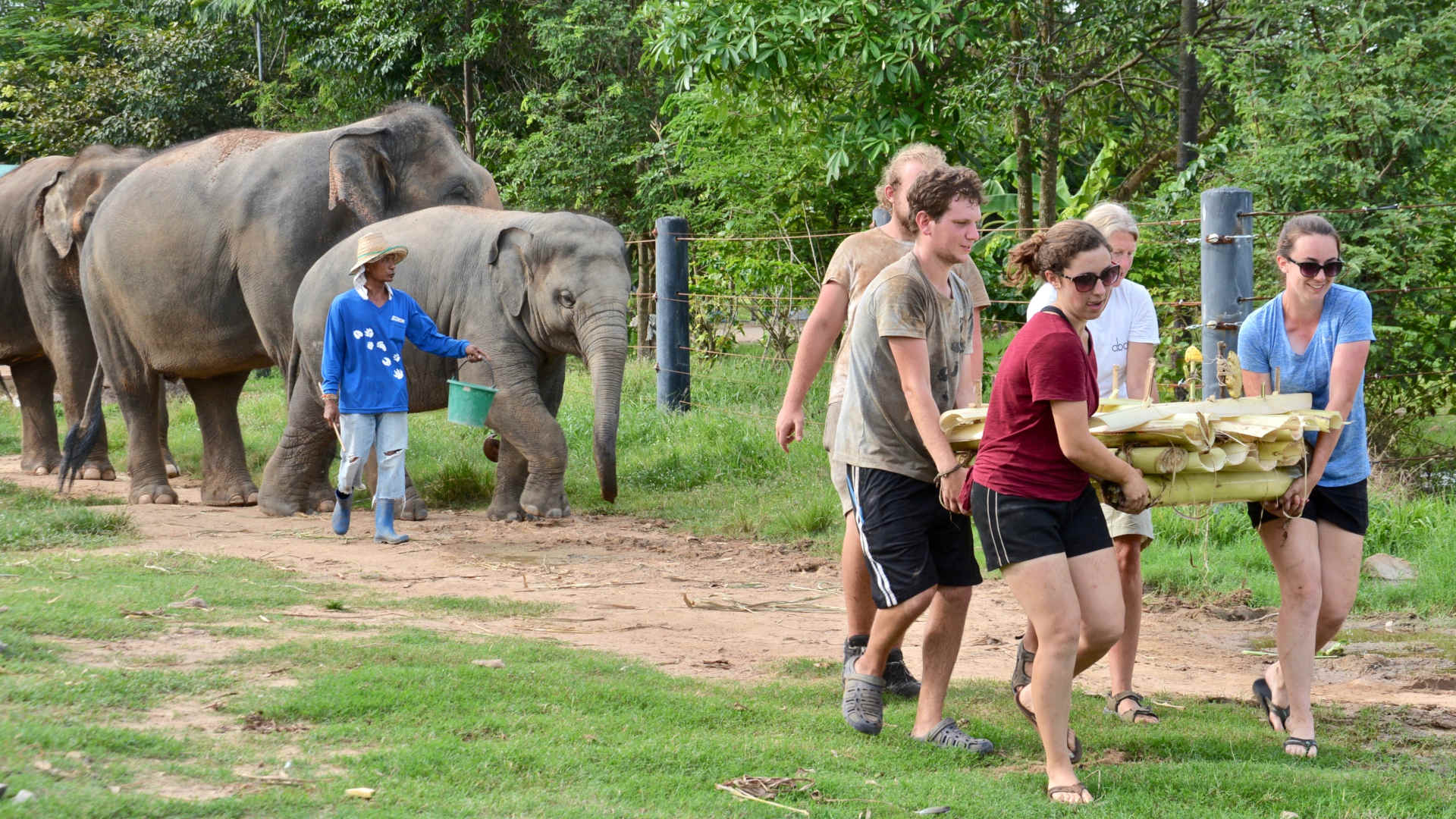volunteer in thailand with elephants