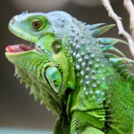 A green bearded water dragon poses with it's mouth open