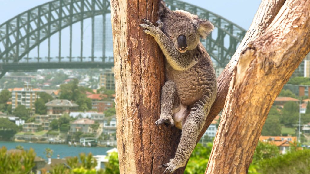 A koala sleeps in a tree near Sydney Harbour Bridge