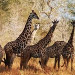 A herd of giraffes in a game reserve