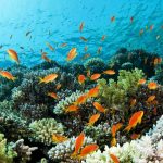 Beautiful coral reef in Thailand with brightly coloured fish