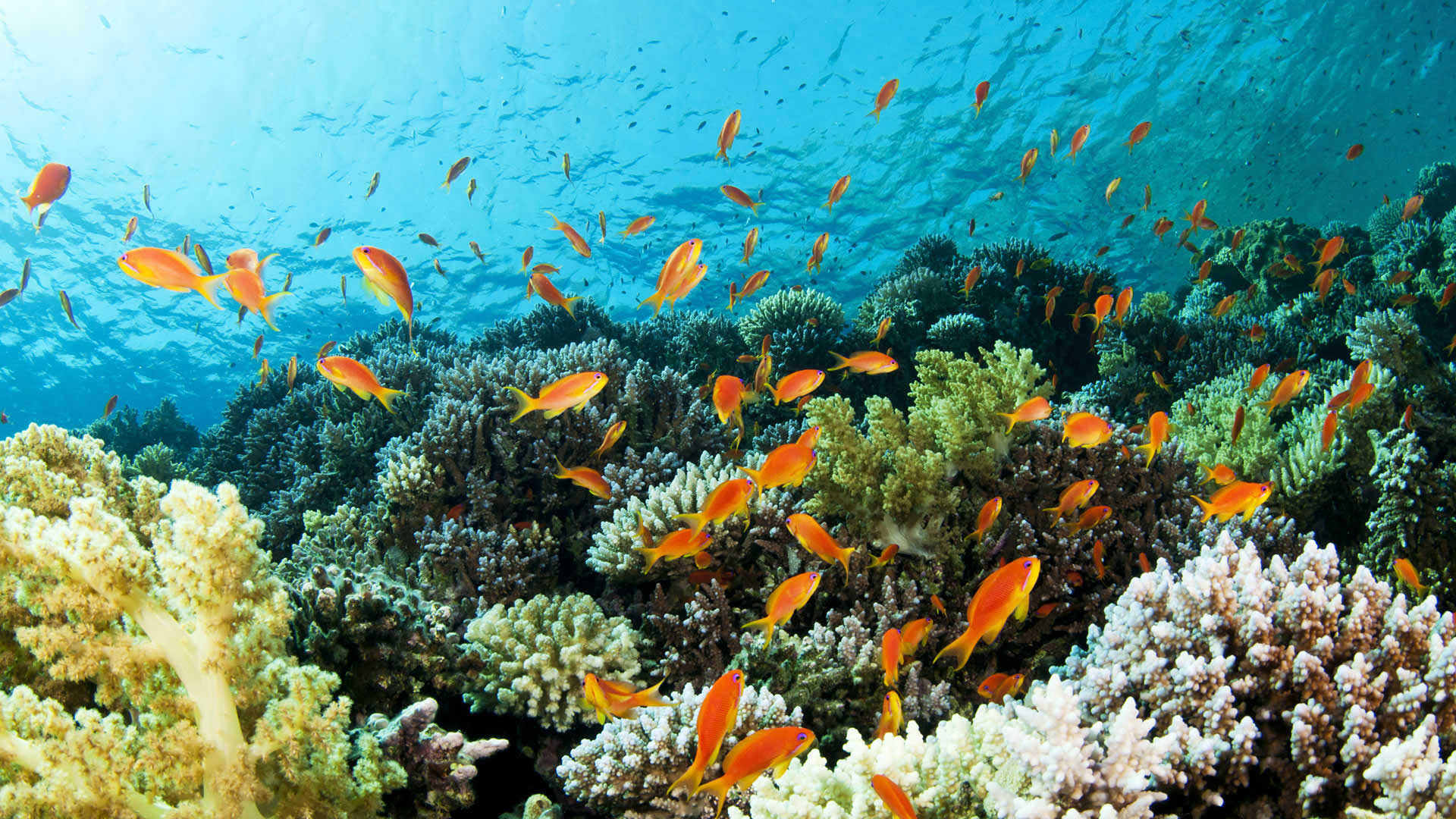 Marine Conservation Volunteer Holiday in Thailand | Oyster Worldwide
