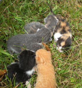 Kittens rescued in Romania 