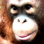 An orangutan at the rescue centre in Borneo