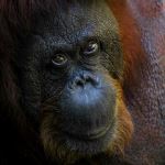 An orangutan gazes into the idstance
