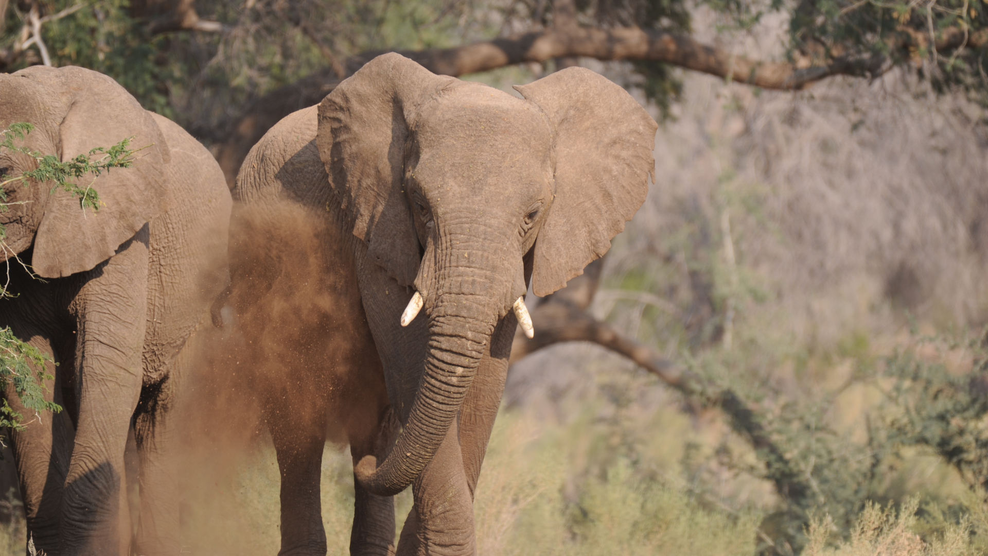 Elephant puttign dust on himself