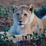 Lioness lies in the bushes 