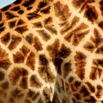 A close up photo of the intricate markings on a giraffe