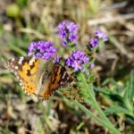 A butterfly at the game reserve in South Africa