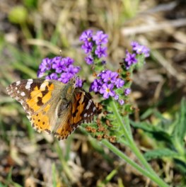 Game Ranger Training Courses in South Africa | Oyster Worldwide