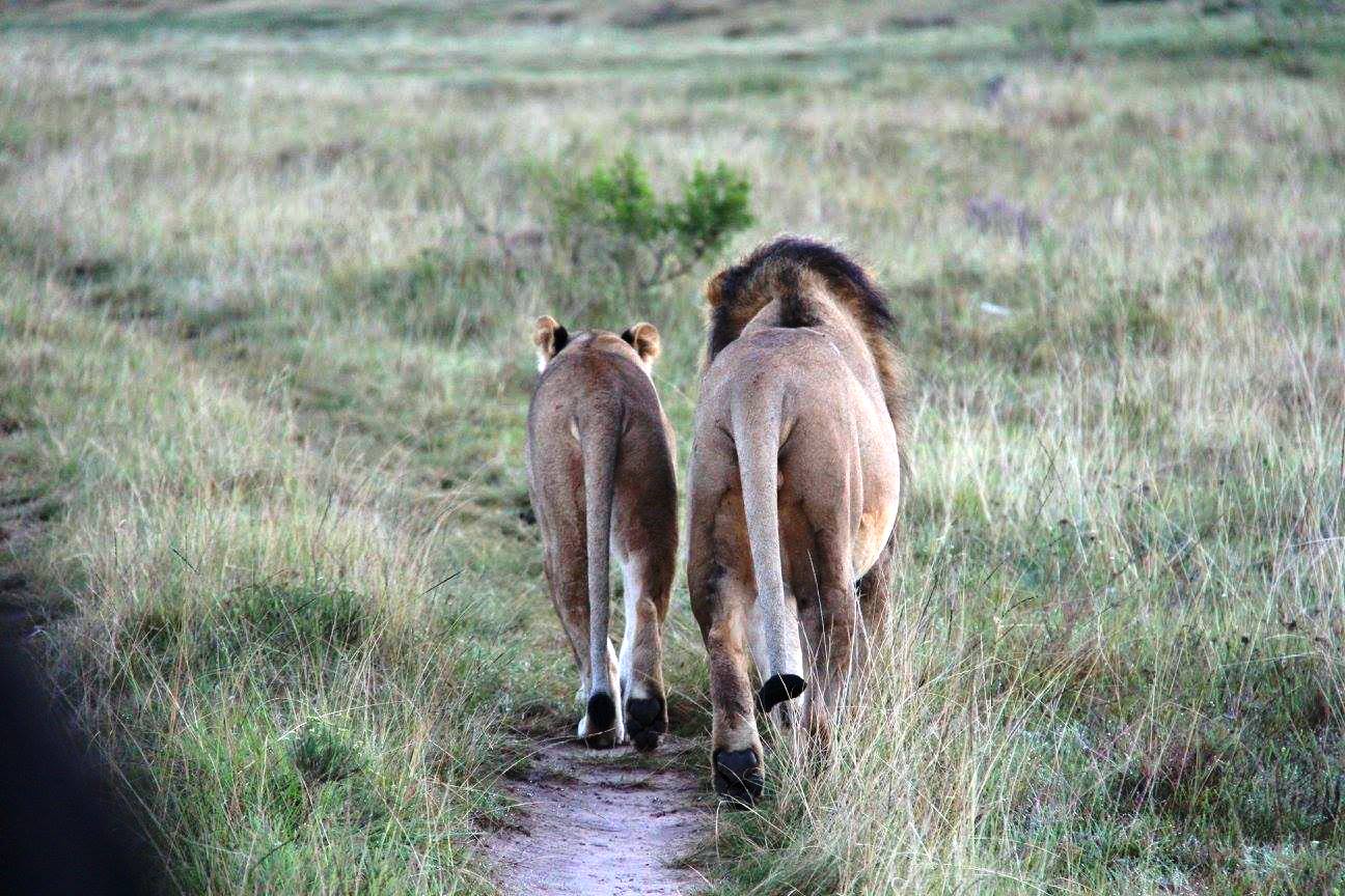 Lions walking