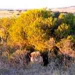 The lion looks out in the private game reserve in South Africa