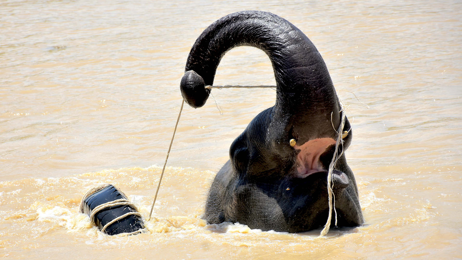 An elephant plays with rope in the river