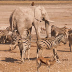 A group of Zebra, antelope, and elephant