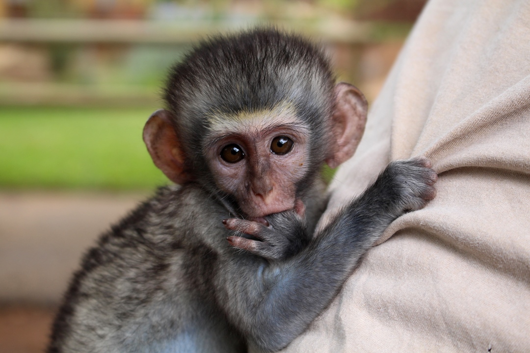 A monkey clings to a volunteer for comfort