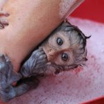 A baby monkey takes a bath at the rehabilitation centre