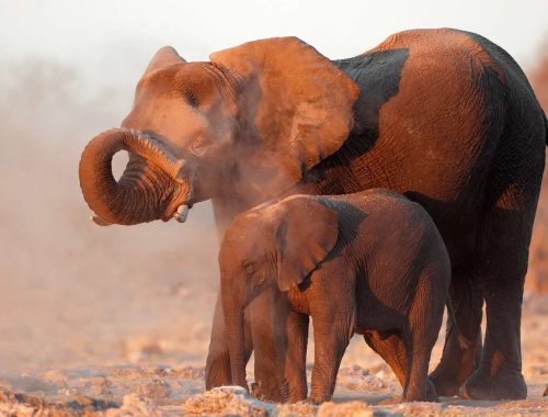 Save £60 a week volunteering with elephants in South Africa