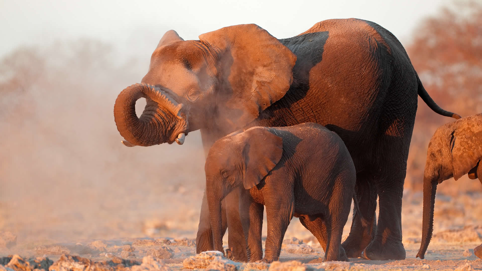 An elephant and her baby in Namibia