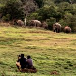 Volunteers watch as elephants graze in the wild in Sri Lanka