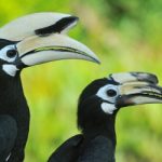 Wildlife in Borneo