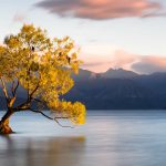 A tree in a lake in New Zealand