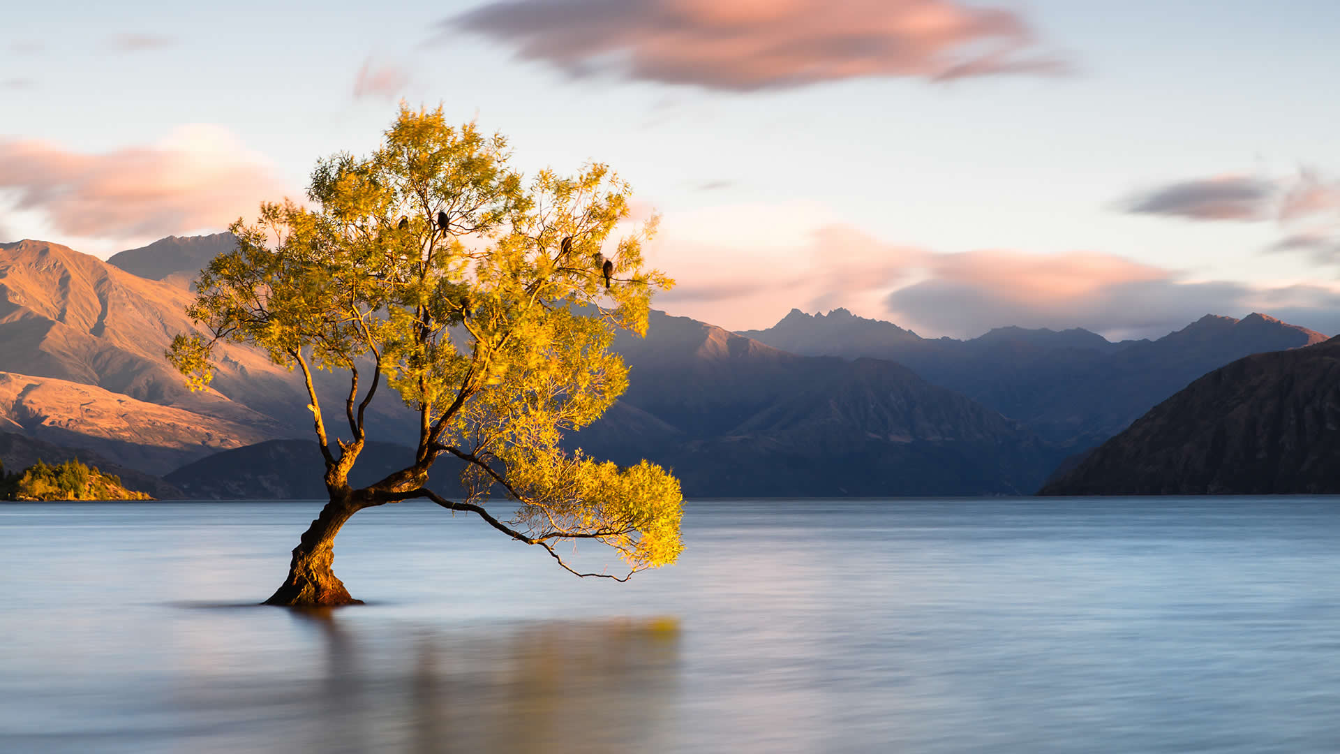 A tree in a lake in New Zealand