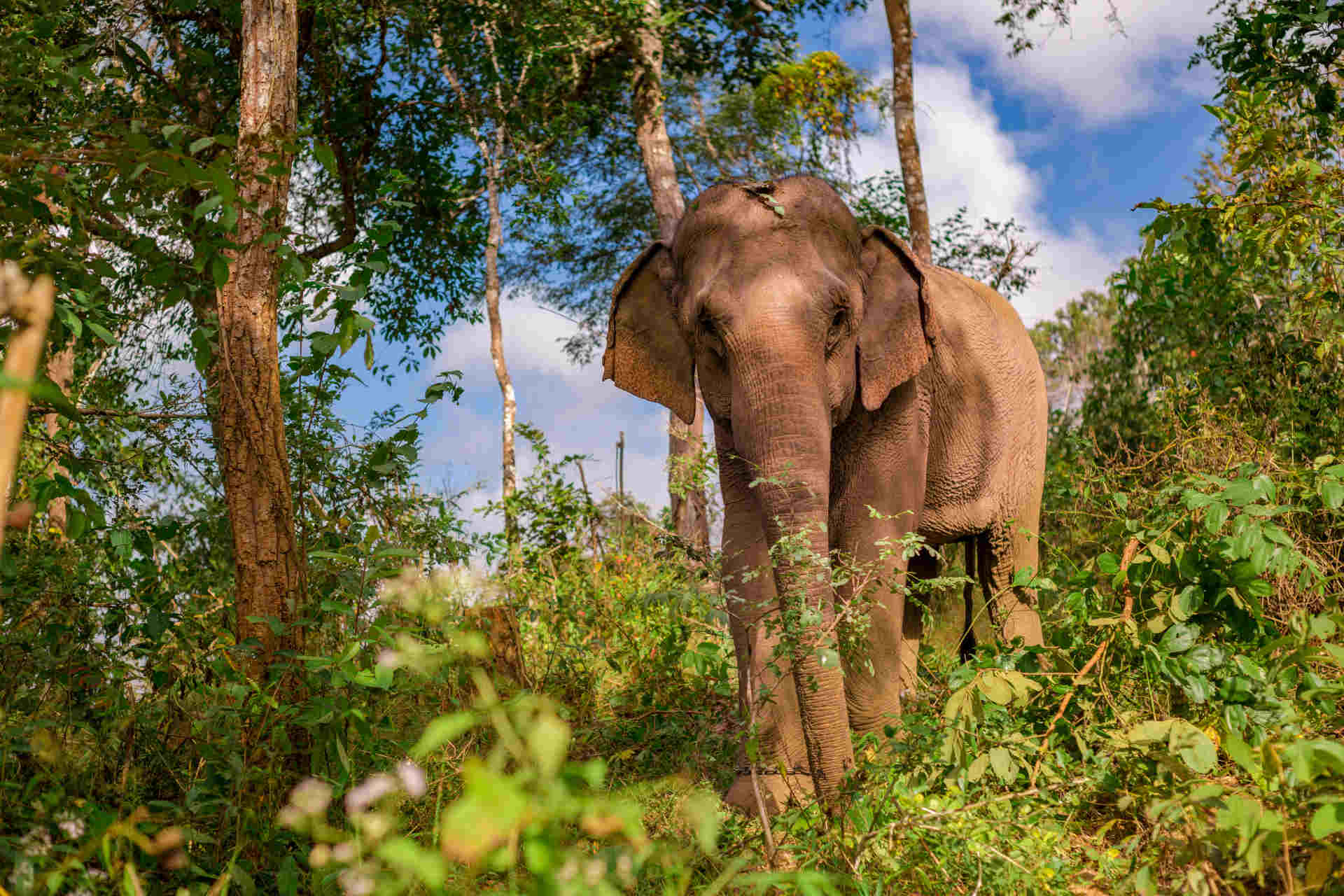 An elephant gazes out over the rescue centre