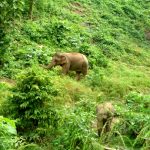Elephants enjoy roaming in the wild after lives in captivity