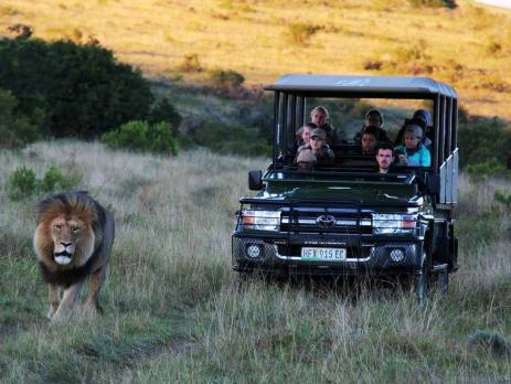 Game ranger students in a safari car follow a lion in the evening shade. Photographed in South Africa