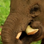 An elephant enjoys enrichment