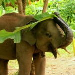 A rescued elephant enjoys playing