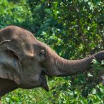 An elephant enjoying eating in Laos