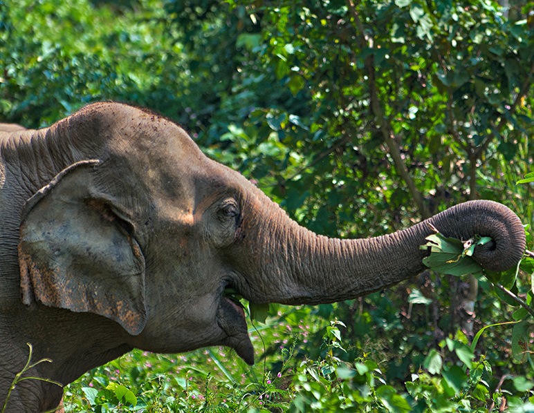 An elephant enjoying eating in Laos