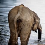 An elephant takes a drink at the lake